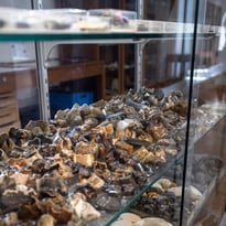 Visites libres des collections du musée
