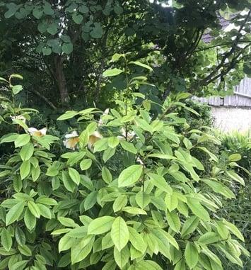 Visite guidée des jardins de l'Alisier Blanc et exposition de céramiques
