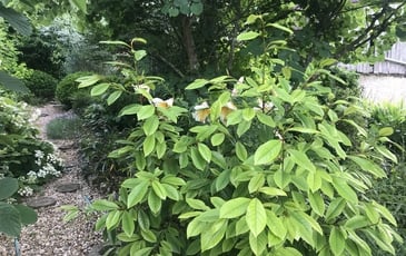 Visite guidée des jardins de l'Alisier Blanc et exposition de céramiques