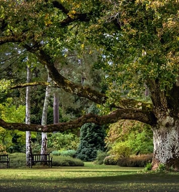 (Re)Découverte de l'Arboretum : conservatoire paysager du patrimoine botanique