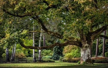 (Re)Découverte de l'Arboretum : conservatoire paysager du patrimoine botanique